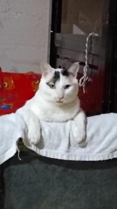 María de los angeles Chaparro Alvarez