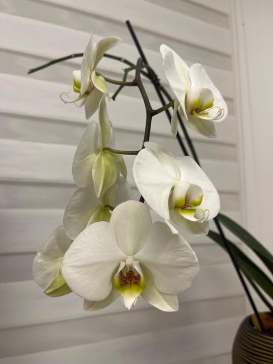 Carolina Albán Noreña