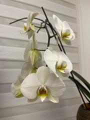 Carolina Albán Noreña