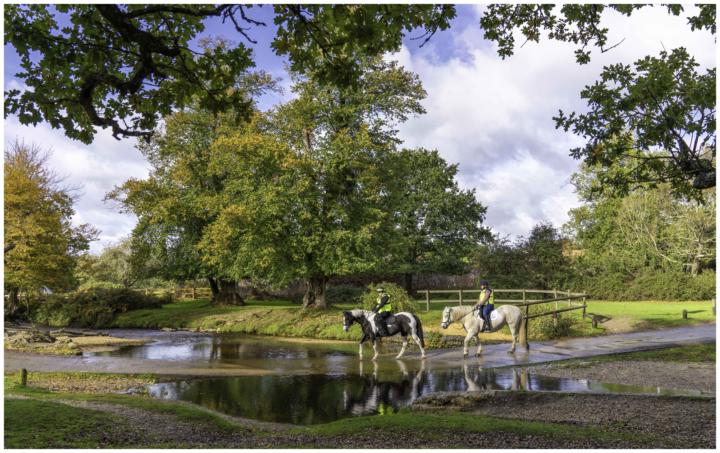 Water Crossing New Forest