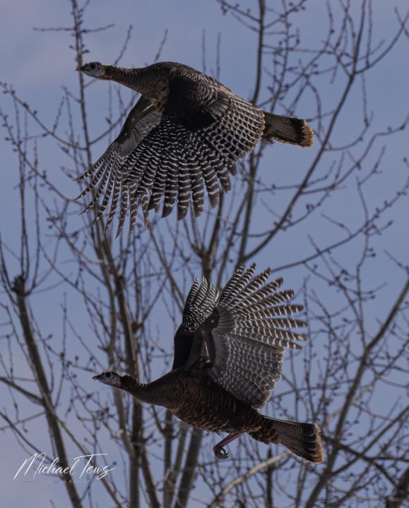1st time taking pics of turkeys 
