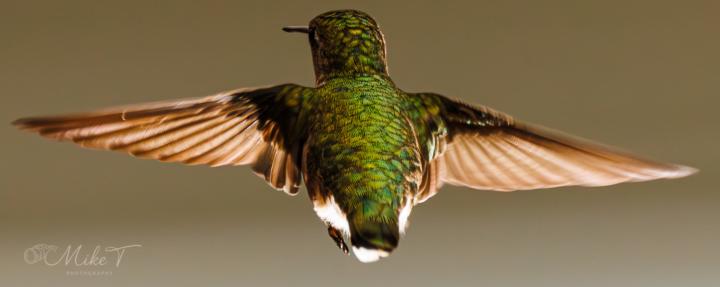 The hummingbirds r here yay 