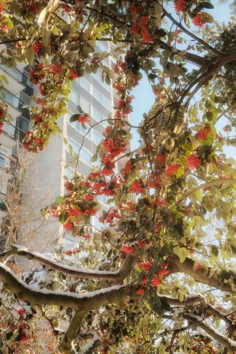  Winter's mood scenery.