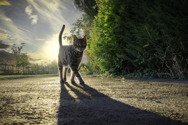 Picasso The Neighbour's Cat Retuning From His Hunt. 