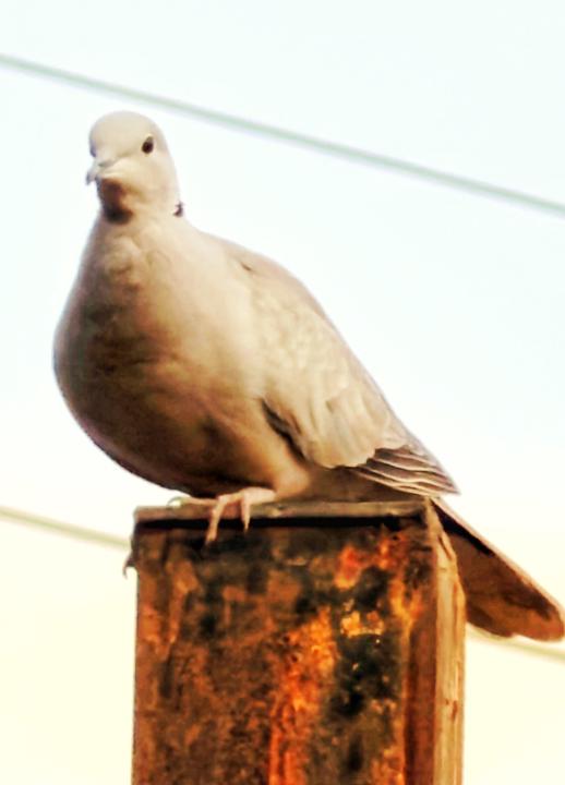 Pigeon 