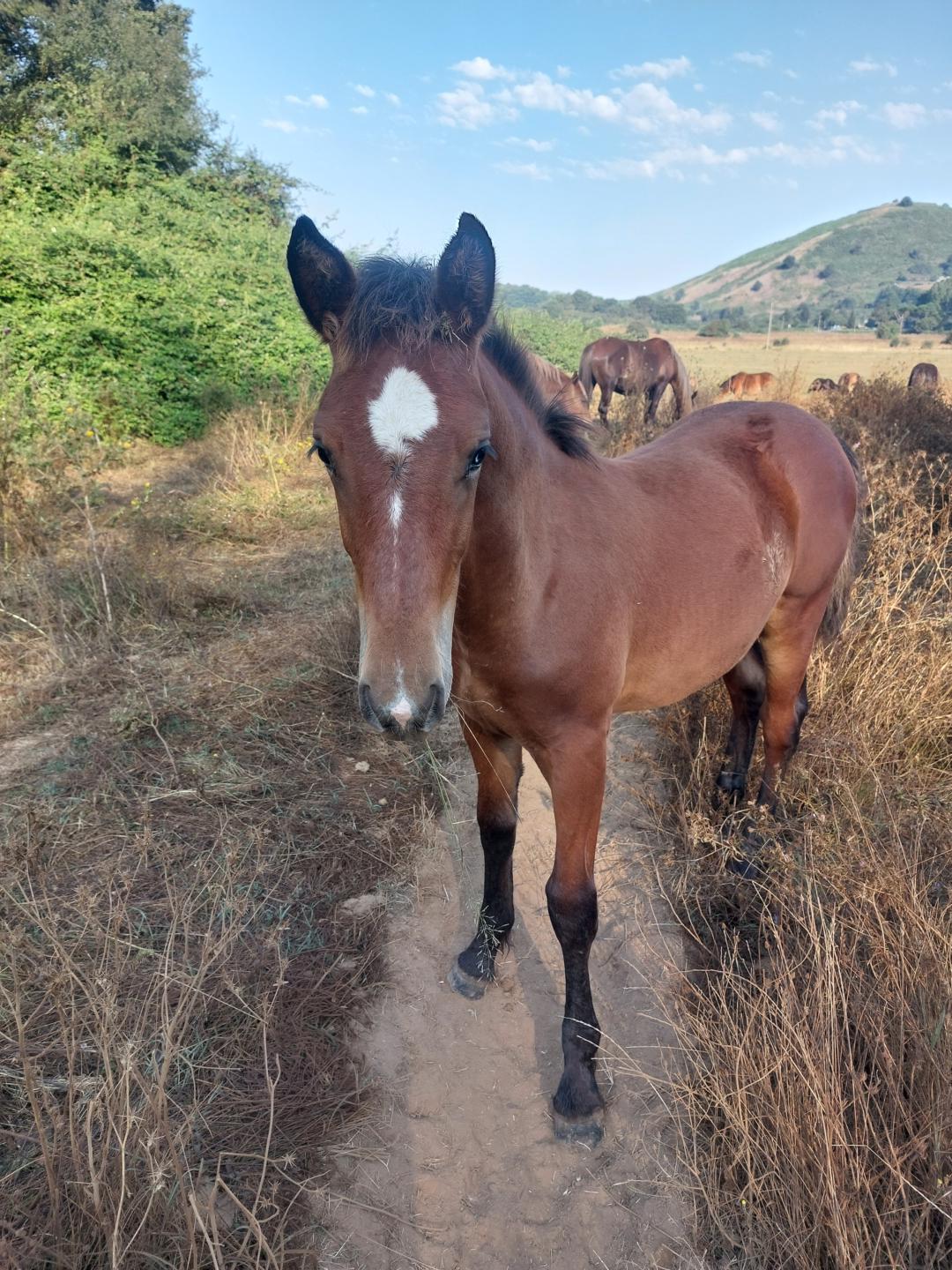 Horsewatching