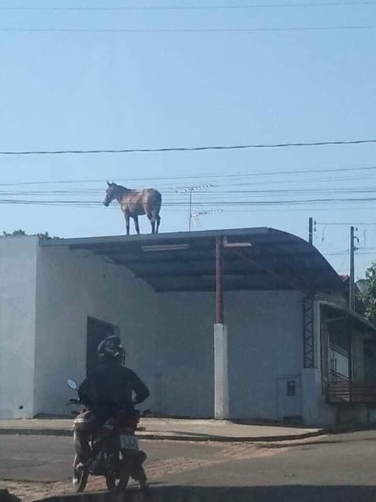 Juan Pastor