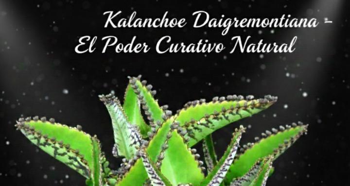 Kalanchoe Daigremontiana
