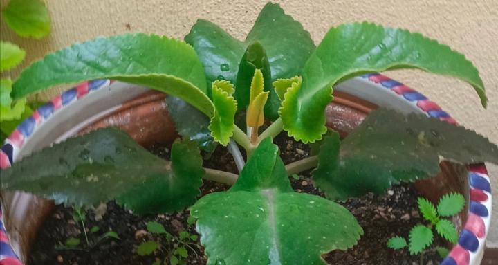 Kalanchoe Daigremontiana