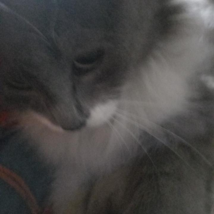 Gloria Amparo Cortes Forero