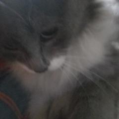 Gloria Amparo Cortes Forero