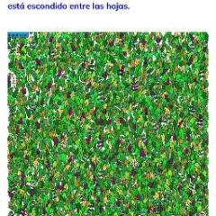 Reinaldo Juan van Domselaar