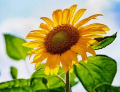 Симеона Младенова