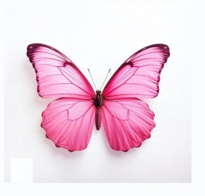 Noor Alfittra