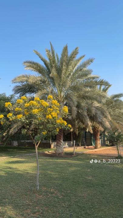 مدهش الدوسري