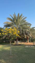 مدهش الدوسري