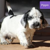 Jean-philippe Desgorces