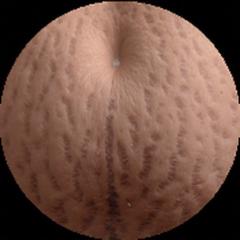 Christian Begazo Rodriguez