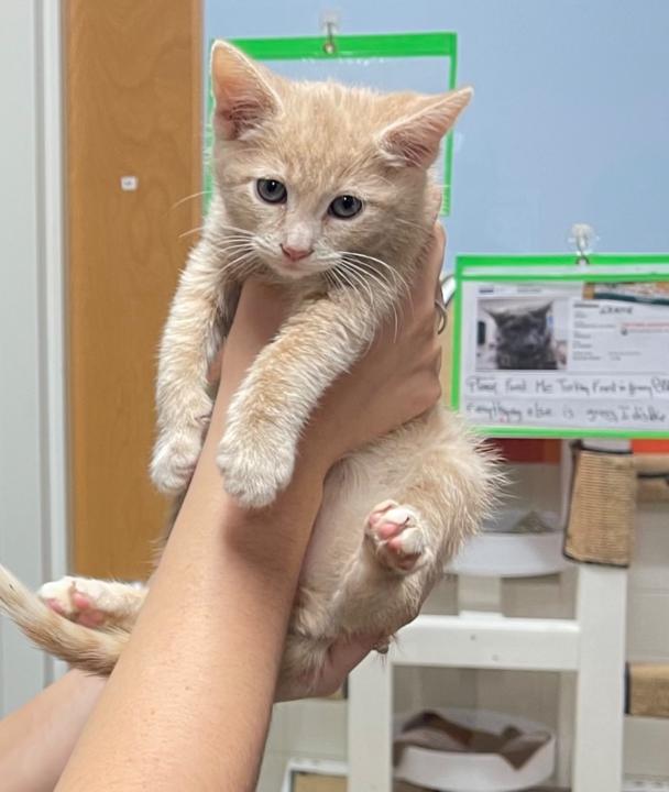 Nate Rodriguez