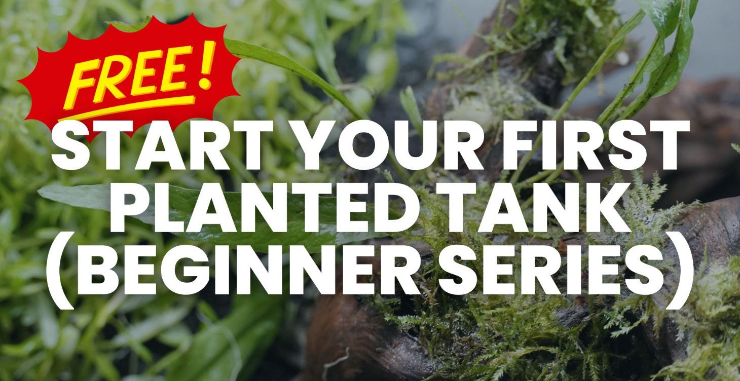 Start Your First Planted Tank (Beginner Series)