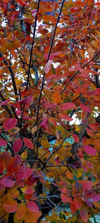Sharon Smith