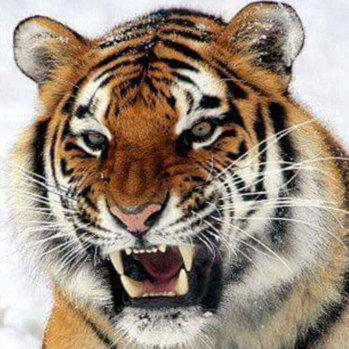 Huỳnh Nguyễn Phan