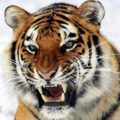 Huỳnh Nguyễn Phan