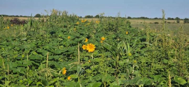 Osvaldo Pastor Orieta