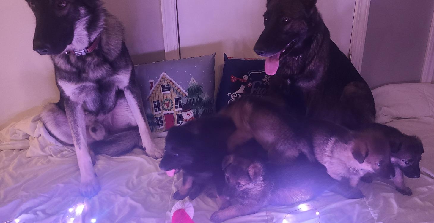 Wolf / German Shepherd Puppies for Sale