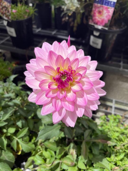 Chantal Kruger-Shoesmith