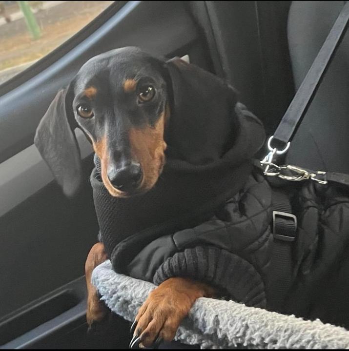 Whats it like travelling with a furry member of the family??