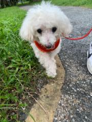 Shih Fang Jhen