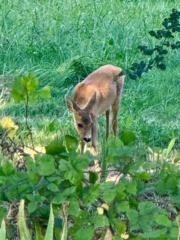 Paul Las van Bennekom