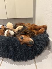 Catharina Victoria Petersen