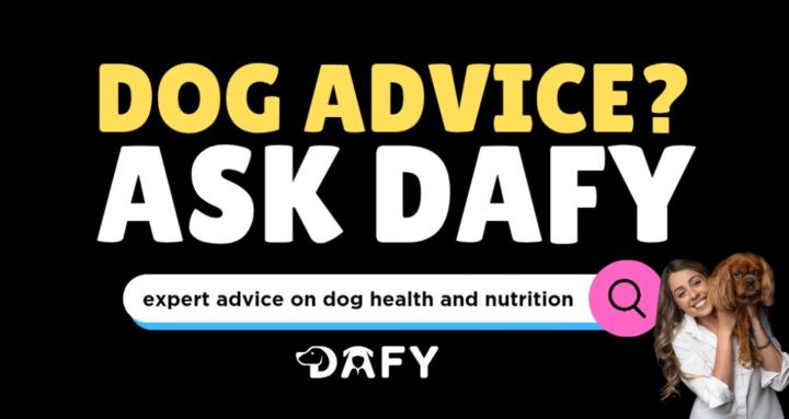 DAFY (Dog Advice For You)