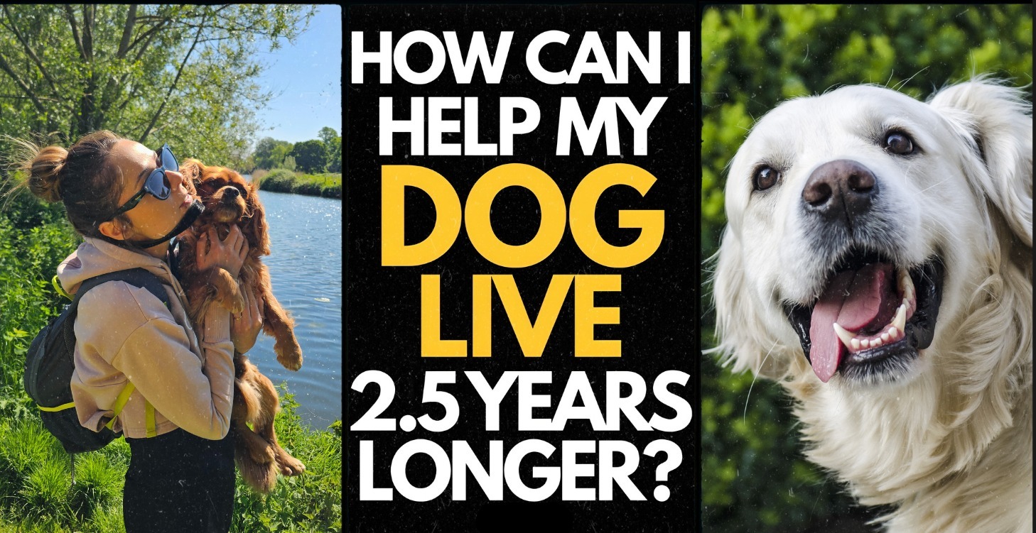 Add Years to Your Dog’s Life