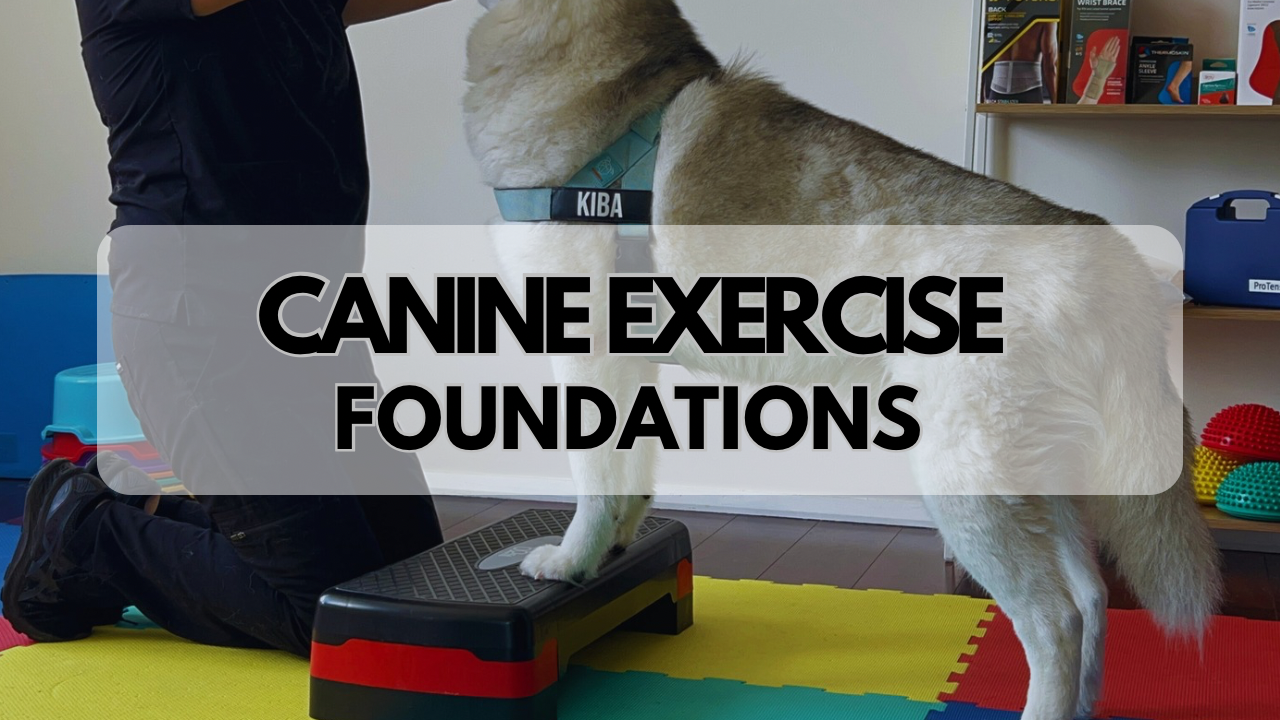 Canine Exercise Foundations