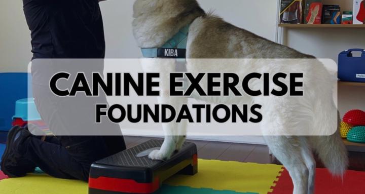 Canine Exercise Foundations