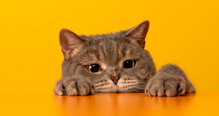 All About Cats!