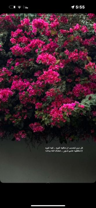 اريام المطيري