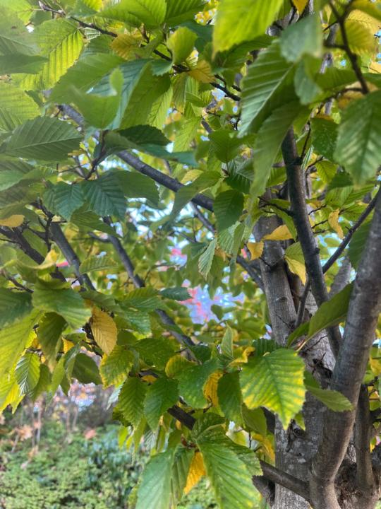 Julieanne Prendiville