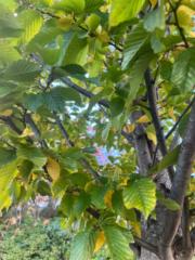 Julieanne Prendiville