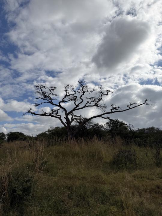 Nature’s Way of Teaching Resilience