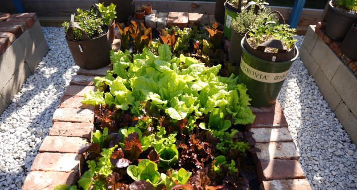 Dre's Garden