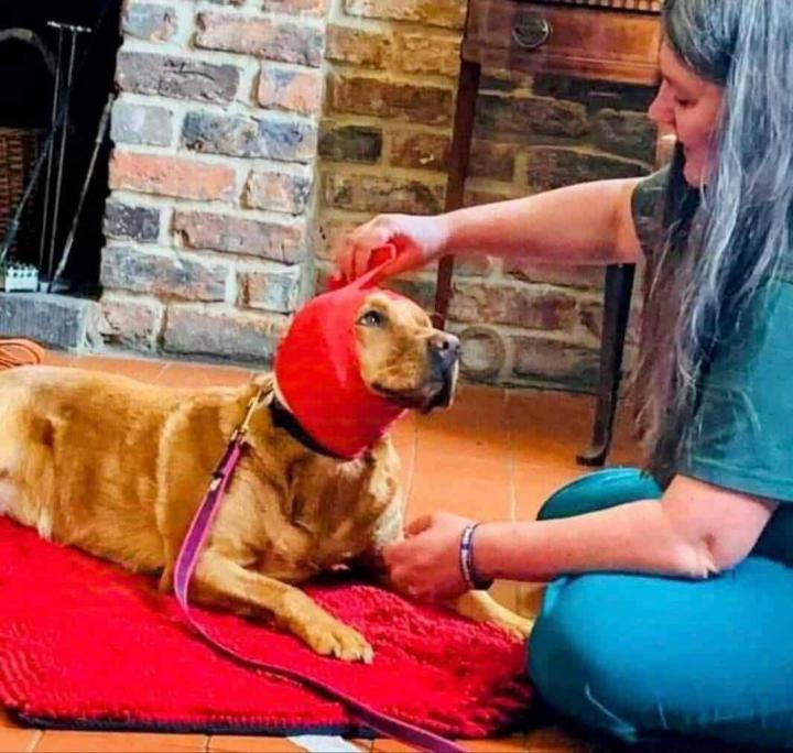 If you had to choose one pet, what would it be?