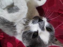 Joel David Cruz Rodríguez