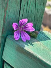 Linnet Stevens