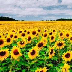 Francy Jamir Estupiñan Niño