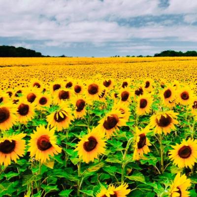 Francy Jamir Estupiñan Niño