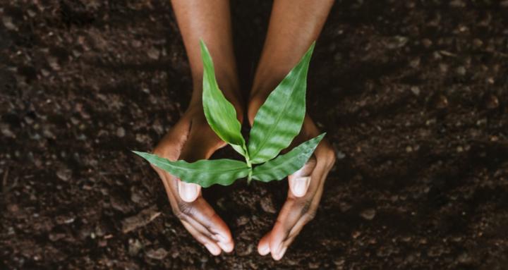 Harvest Business Collective